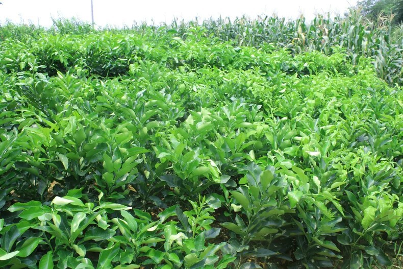 天香杂柑_天香杂柑供应商_天香杂柑批发市场