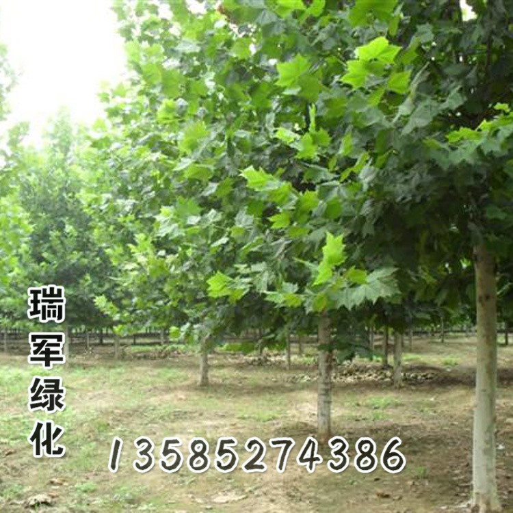 树的冠幅怎么计算,冠幅怎么测量最简单,绿化树木冠幅怎么测量_大山谷图库