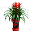 Fortune -headed Geely Red Star indoor plant flowers potted hydraulic earthen cultivation (pineapple) suction formaldehyde