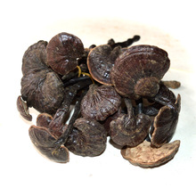 灵芝之家  竹芝 竹灵芝 长颈灵芝 产地批发 一手货源天然野生