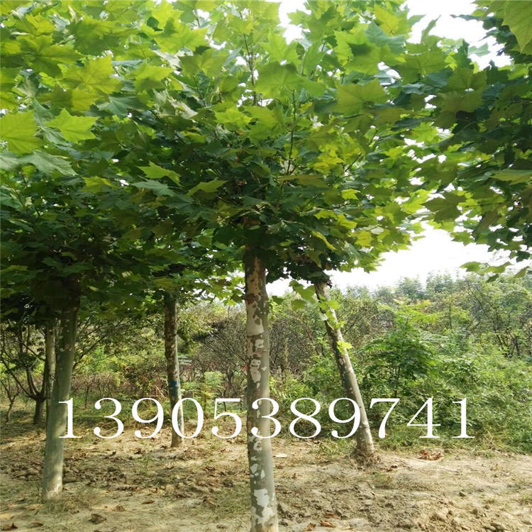 mmexport1474456172695