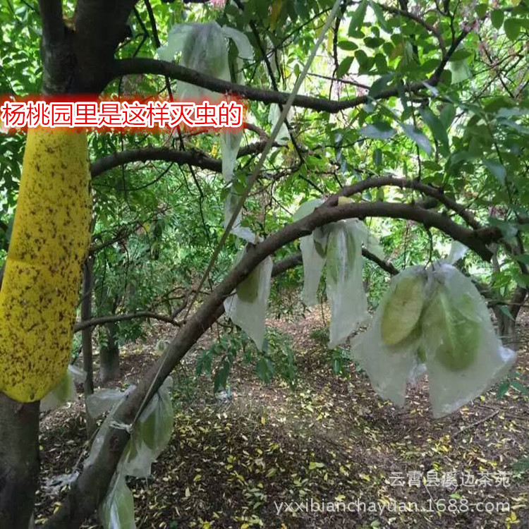 杨桃-产地货源新鲜水果香蜜甜杨桃现摘现发农