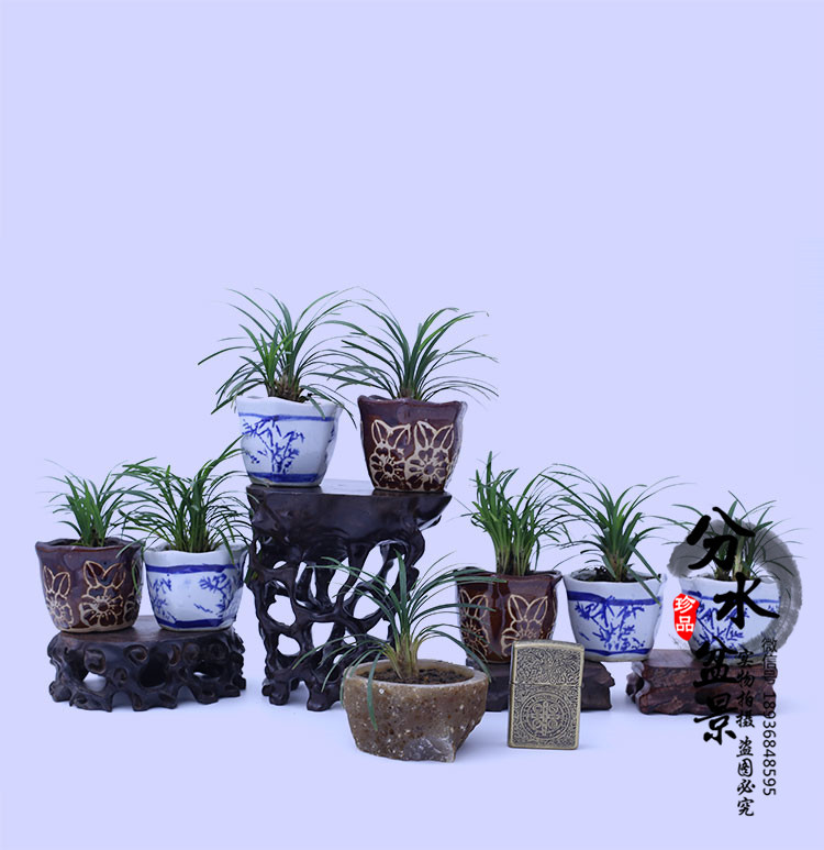 矮化麦冬草 3