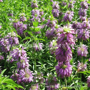 美國薄荷花種子圖片 海量高清美國薄荷花種子圖片大全 阿里巴巴