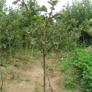 【重庆果苗】重庆果苗价格\/图片_重庆果苗批发