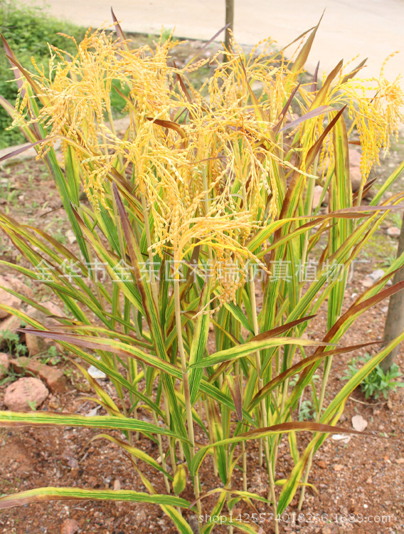 XRB-149 单枝秋色水稻6 (9)