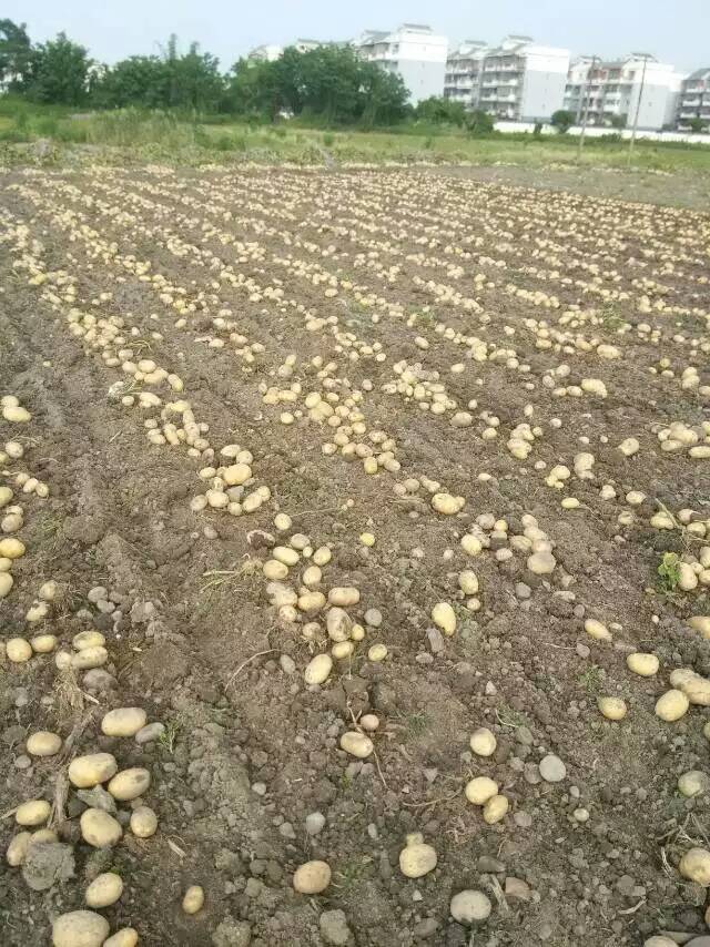 488909966402310031