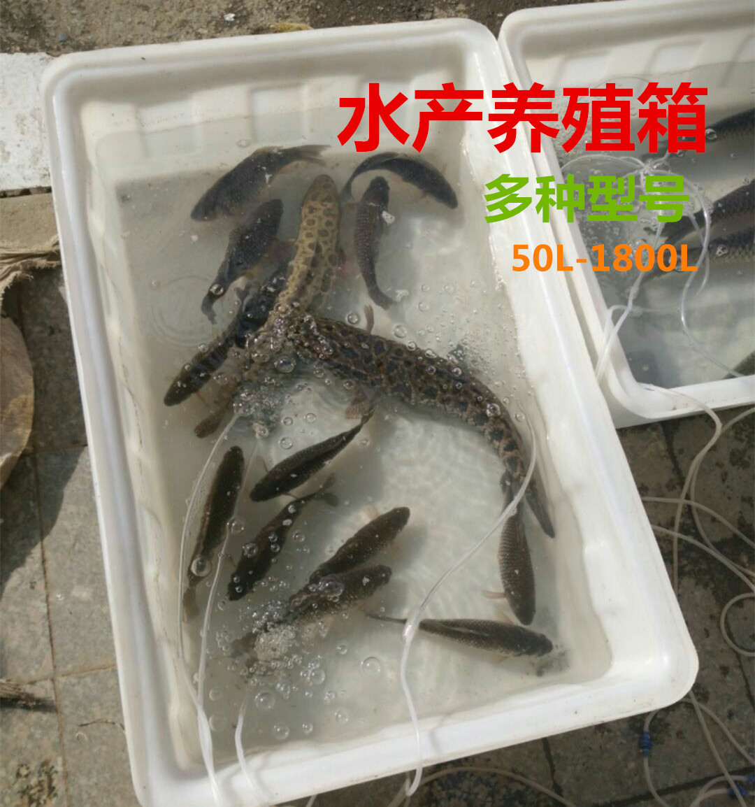 供应各种规格塑料白盆 深浅方盘 白色方形养殖箱龙虾 环保耐用
