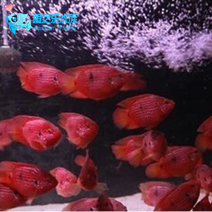 好养易活淡水鱼_观赏鱼热带鱼 宠物鱼 红宝石