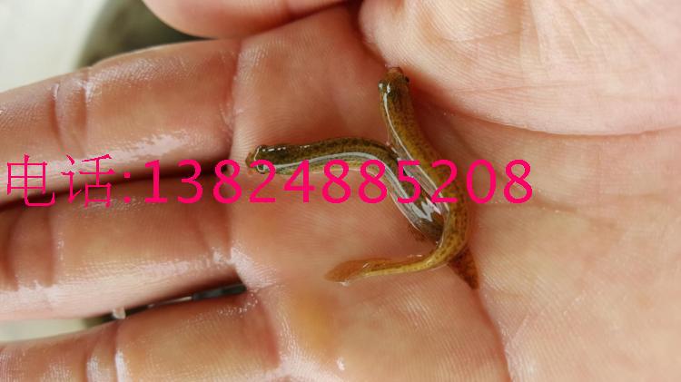 泥鳅鱼苗 台湾泥鳅鱼苗