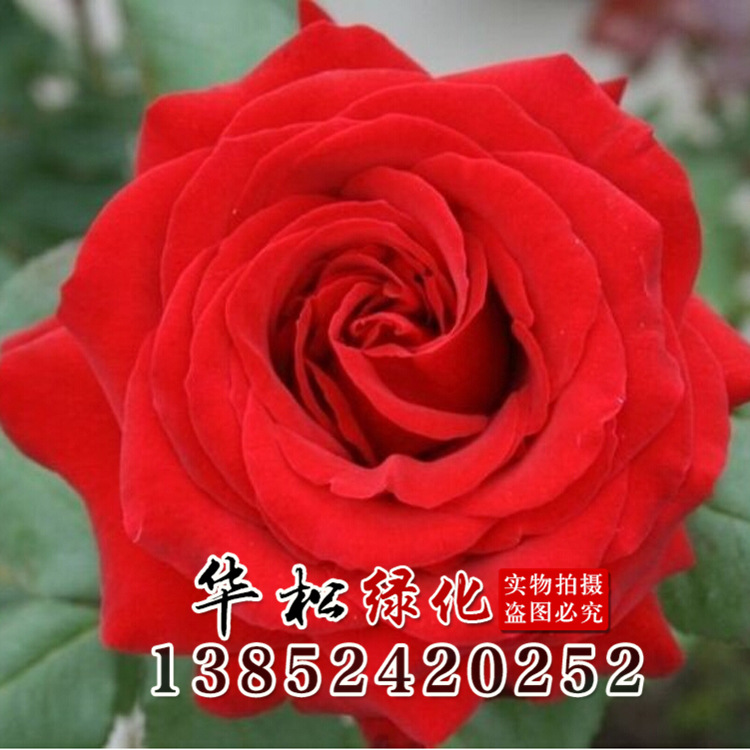 月季蔷薇类植物-卡罗拉月季 厂家批发 小苗 中