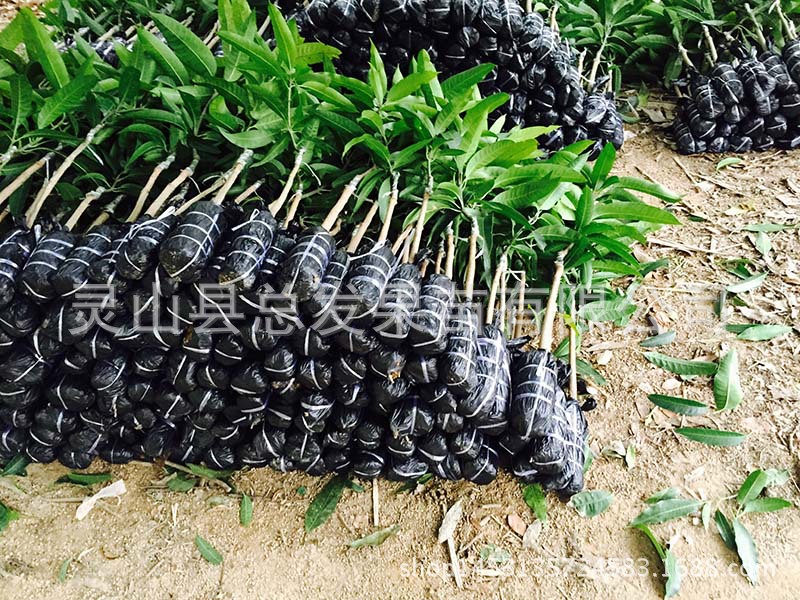 红贵妃芒果苗_果苗果树苗芒果苗 红贵妃 正品