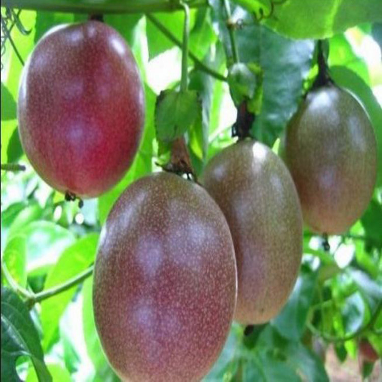 食用香精2006西番莲香精用于饮料冰淇淋饵料酸香西番莲风味