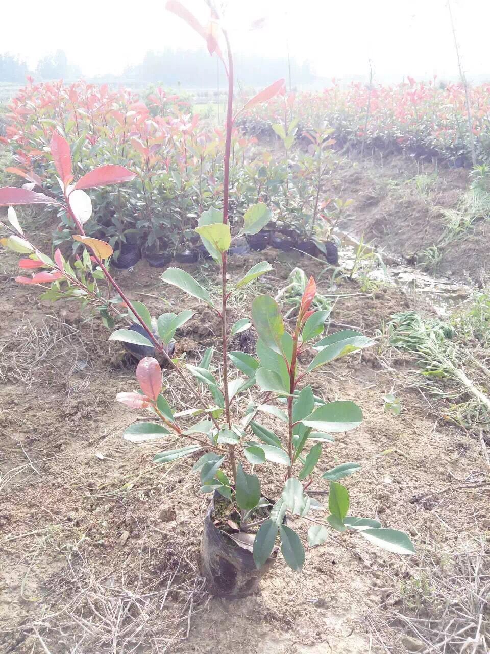 Nursery supply photinia fraseri Nutritional bowl 50-70 centimeter High red Robin engineering green Seedlings Chinese Photinia