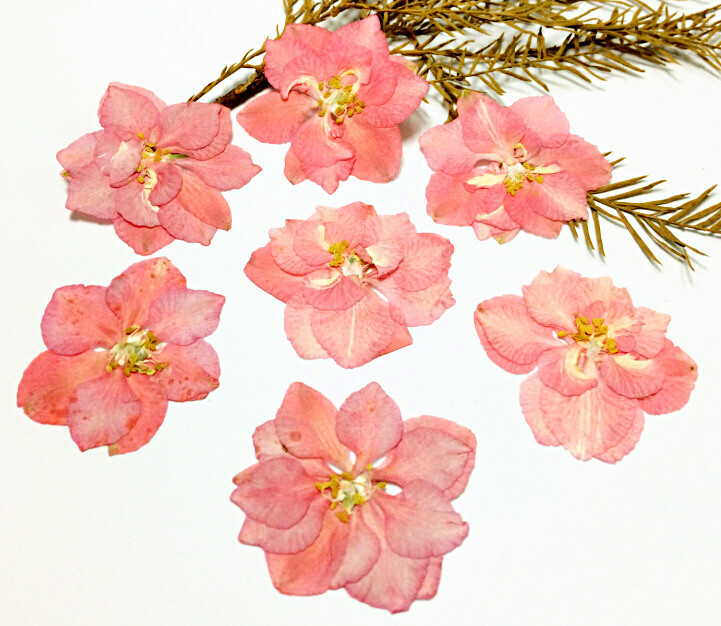 Fan Feiyan Zi Feiyan Hong Feiyan Bet Flower Material Pressing Flower…