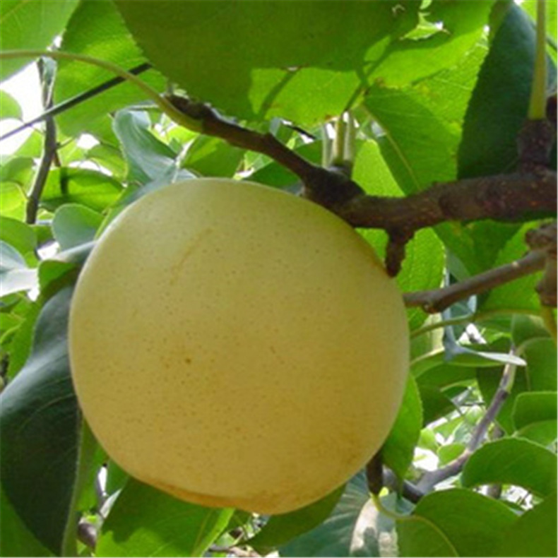 果树-梨树苗供应 黄金梨 红香酥 皇冠等 产量高