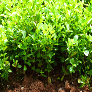 ����ֱ�N���~�S�� �S�� ���� ������  ���󃞻�