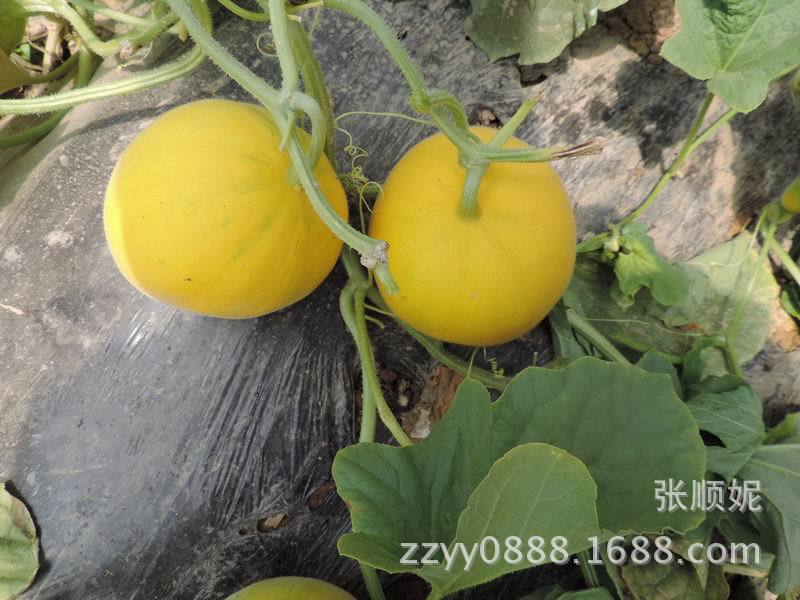 厚皮甜瓜_中原金蜜黄皮白肉厚皮甜瓜 哈密瓜种