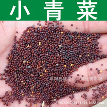 小青菜种子 小白菜 油菜种子 青菜籽 1件=1斤