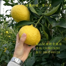 红美人柑橘价格_今日最新红美人柑橘价格行情