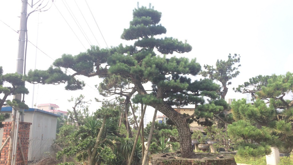 【黑松镇第二季】_黑松镇第二季厂家_黑松镇