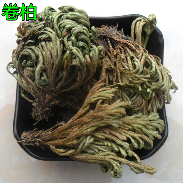 卷柏2