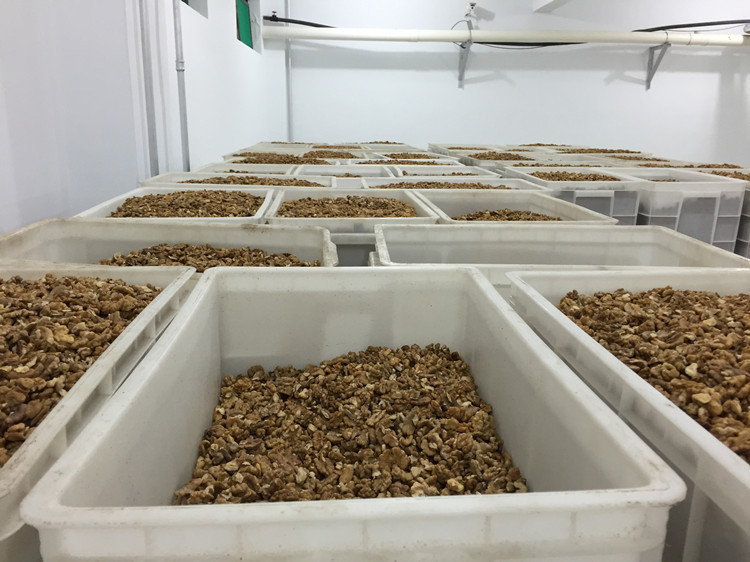 Walnut Kernels (Juglans regia) — Hand-Shelled Xinjiang Walnut Meat, 500g quality and texture
