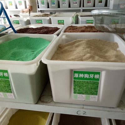 供应批发包衣画眉草 包衣画眉草等花卉种子小区草坪种植绿化|ms