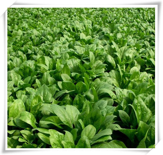 菠菜5