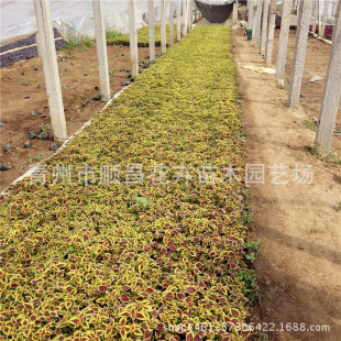 �������~�ݻ������^���ܶ�ɫ���~�ݕr��ݻ�