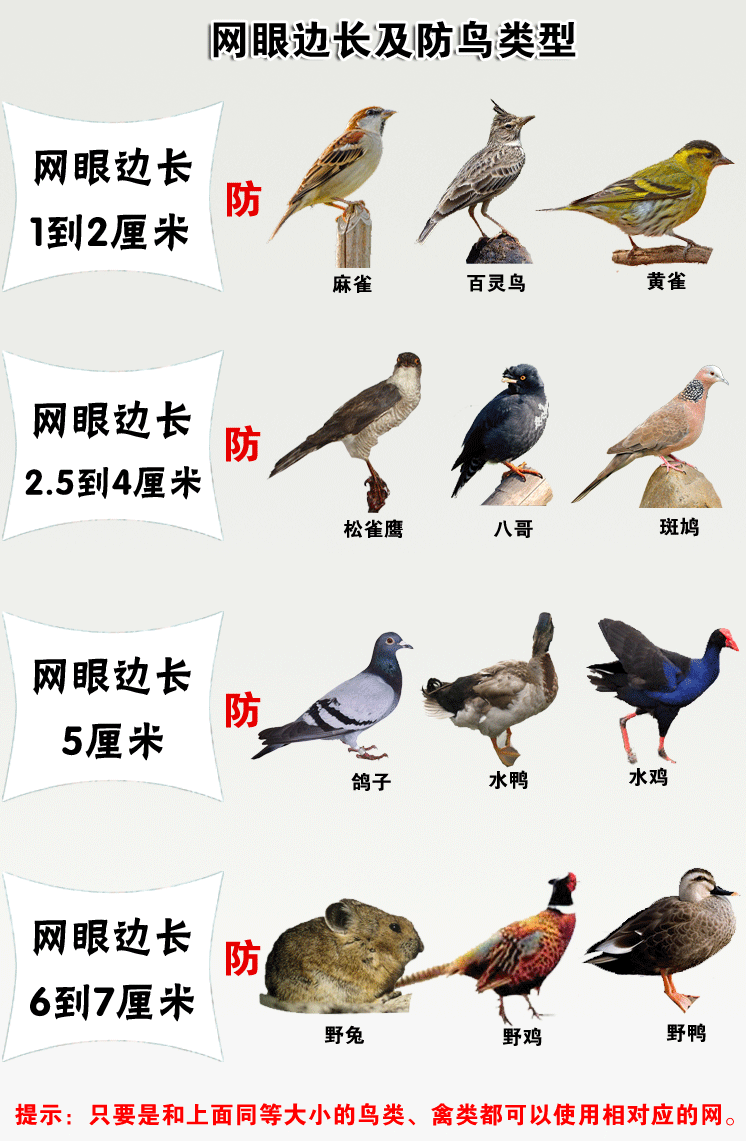 防鳥網_01