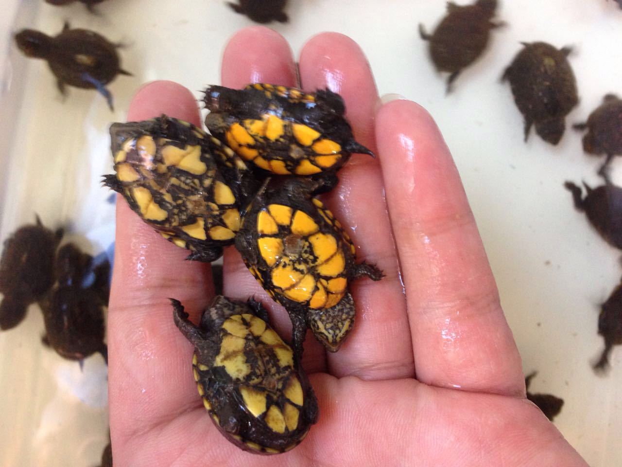 蛋龟交易吧_蛋龟交易吧供应商_蛋龟交易吧批