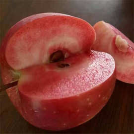 苹果树新品种 红肉苹果苗 瑞士红色之爱苹果苗119-06红肉苹果