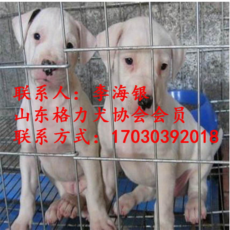 其他家畜-【杜高犬】杜高犬价格 纯种杜高犬多