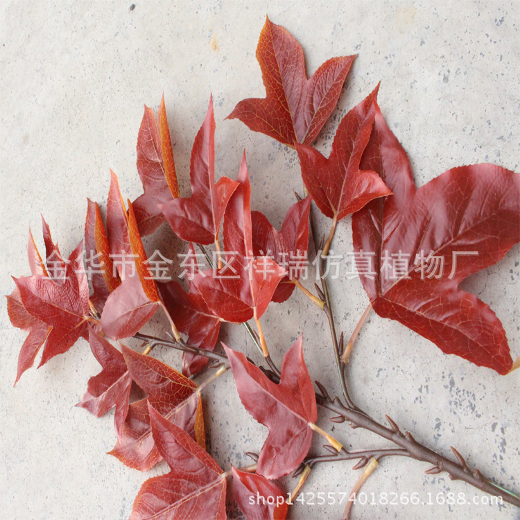 XRB-158三角枫四叉枝19叶2