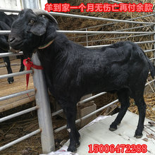 安徽大型正规黑山羊养殖场 实时黑山羊价格欢迎咨询精诚养殖场
