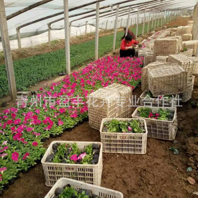 61149999999384223154115