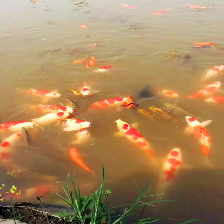 放养锦鲤4 (1)