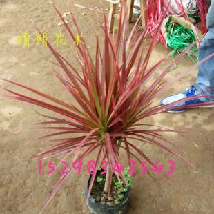 龙血铁图片_龙血铁图片大全 - 阿里巴巴海量精