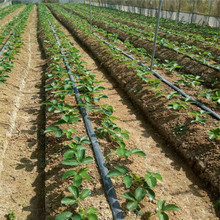 ������ݮ����� �m�ϴ���Nֲ�Ĳ�ݮ��Ʒ�N �ķN��ݮ�ڸк�