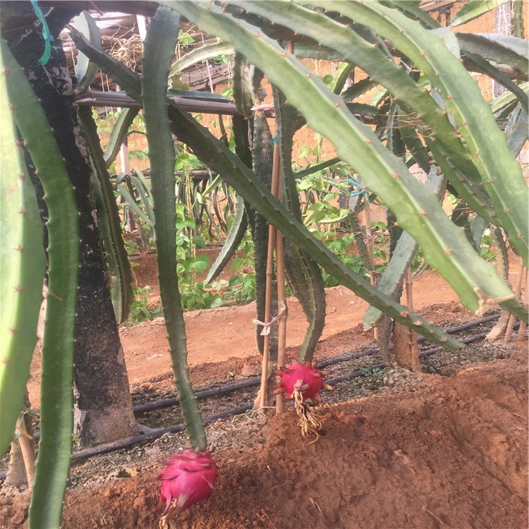 红心火龙果_紫皮 火龙果 白心红龙果 红心火龙