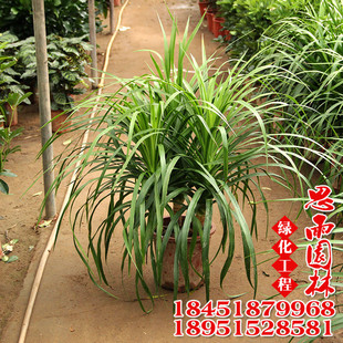 龙血铁图片_龙血铁图片大全 - 阿里巴巴海量精