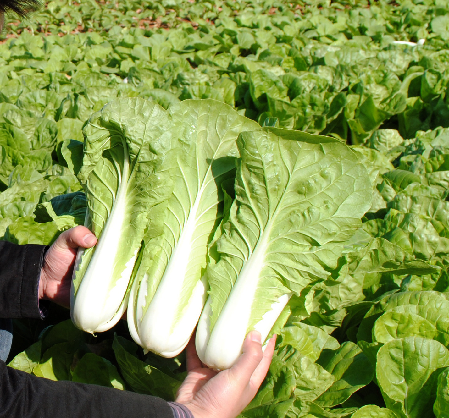 夏季高温小白菜优质高产栽培技术分类 - 栽培高产百科