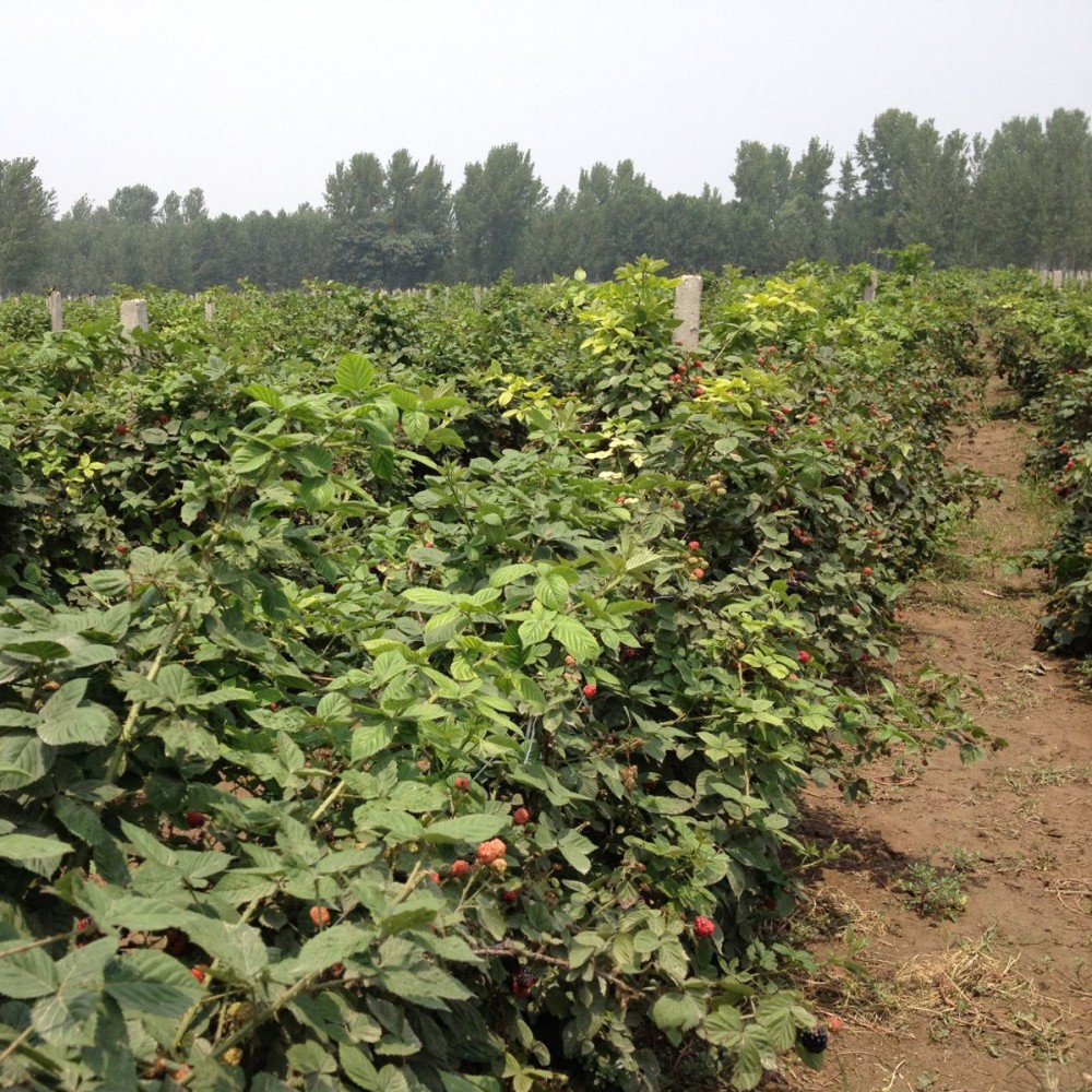 果树批发黑树莓 红树莓 双季树莓苗适合南北方 庭院盆栽果树|ru
