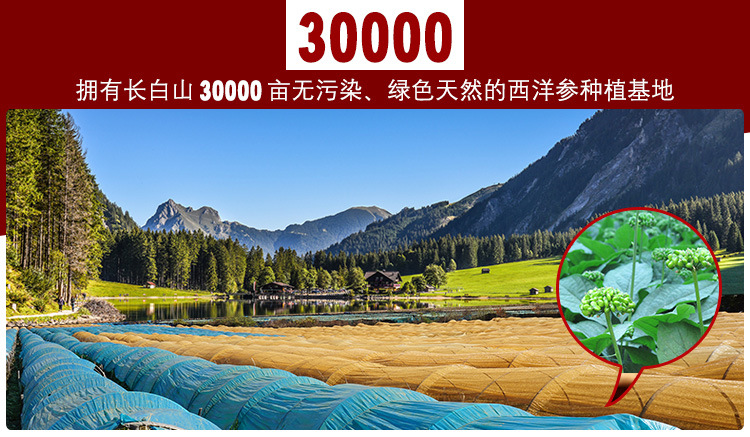 西洋参(版)详情_03