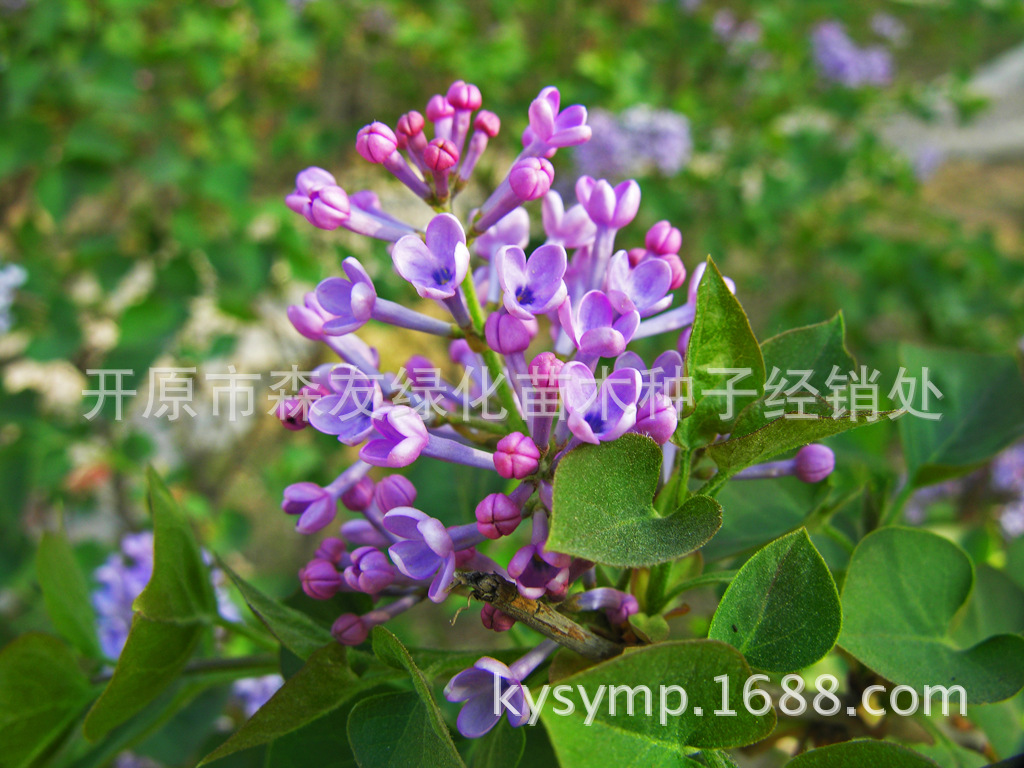 ����Ͱ�6864044