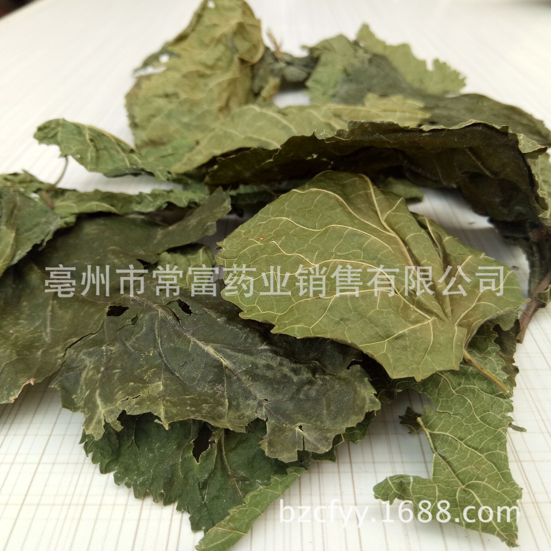 供应中药材桑叶 青桑叶 桑椹树药用霜桑叶蚕桑袋泡茶粉碎一件代发-阿里巴巴