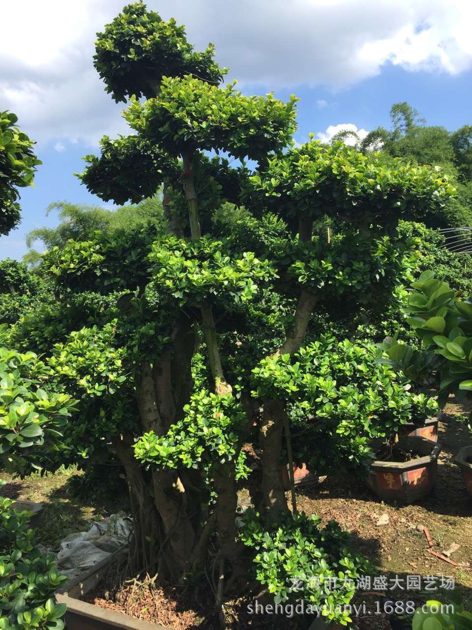 福建造型小叶榕细叶榕批发 贵州小叶榕桩头桩景价格 造型榕树盆景-阿里巴巴