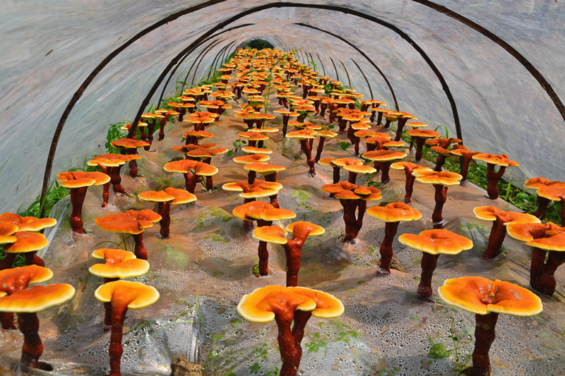 供应椴木灵芝、霍山灵芝、大别山灵芝、有机灵芝孢子粉 基地加工|ms