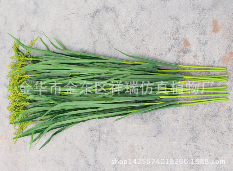 XRB-149 单枝春色水稻6 (4)